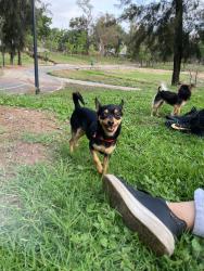 Lost Male Dog last seen Franco 665, col lagos de oriente , Guadalajara, Jal. 44770