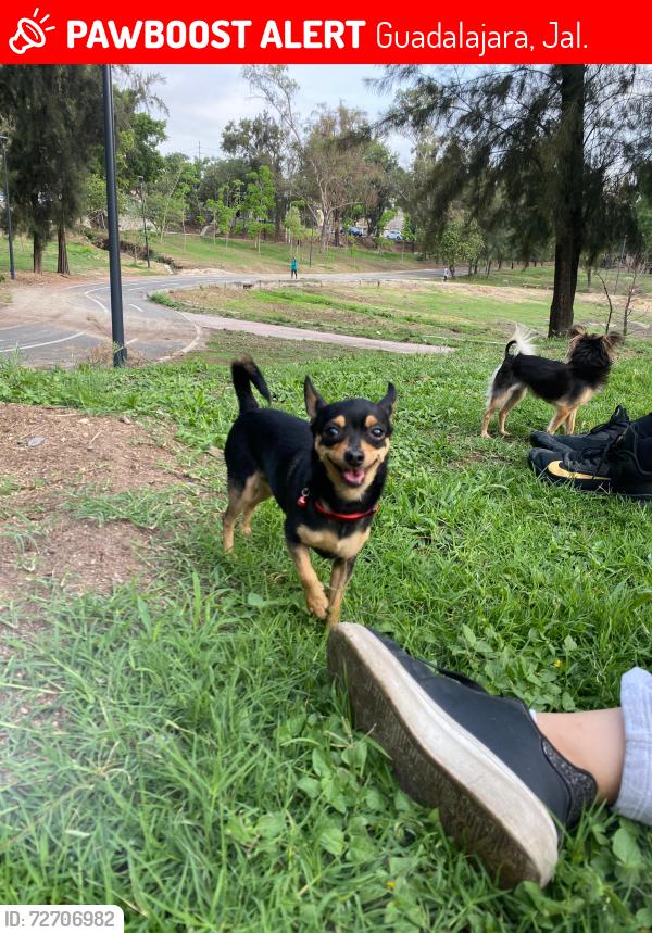 Lost Male Dog last seen Franco 665, col lagos de oriente , Guadalajara, Jal. 44770