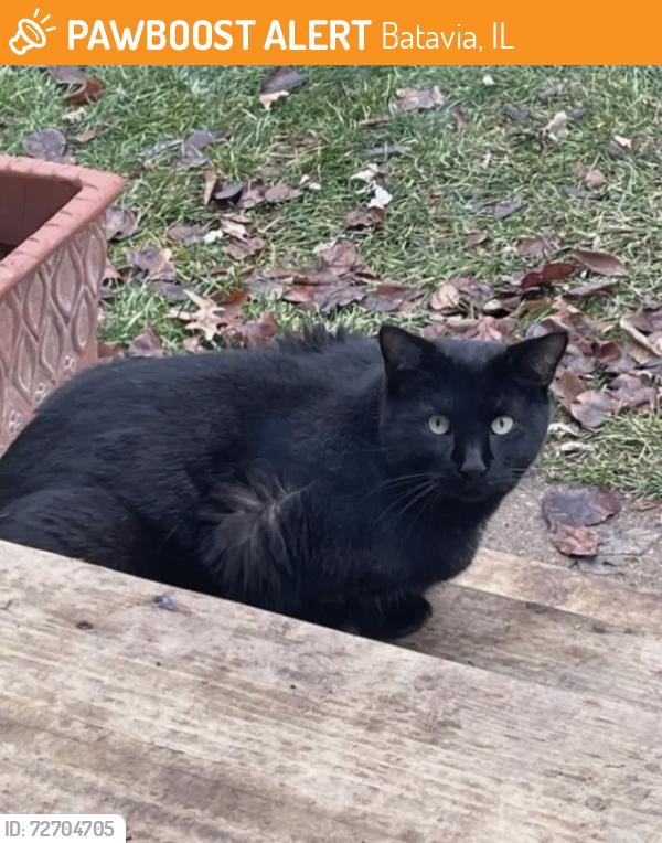 Found/Stray Male Cat last seen south raddant road by pine streetgoibg through propertys, Batavia, IL 60510