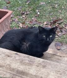 Found/Stray Male Cat last seen south raddant road by pine streetgoibg through propertys, Batavia, IL 60510