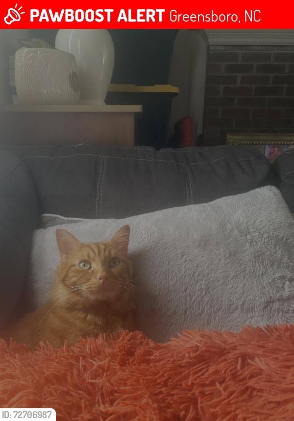 Lost Male Cat last seen Huffine mill, Nealtown, Greensboro, NC 27405