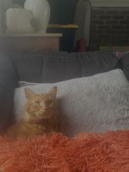 Lost Male Cat last seen Huffine mill, Nealtown, Greensboro, NC 27405