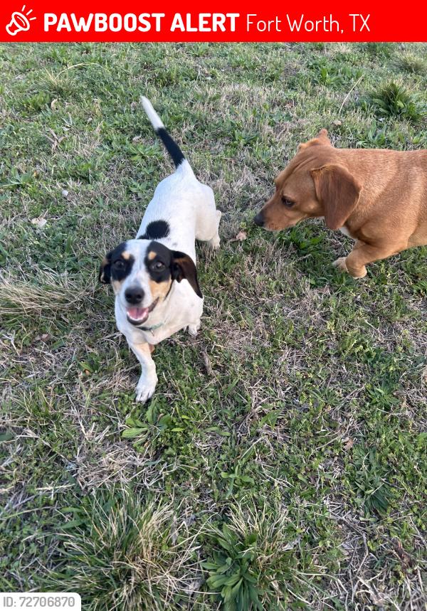 Lost Female Dog last seen 6th ave and Devitt , Fort Worth, TX 76110