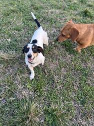Lost Female Dog last seen 6th ave and Devitt , Fort Worth, TX 76110