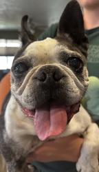 Found/Stray Male Dog last seen Chianti Park, Rio Rancho, NM 87124