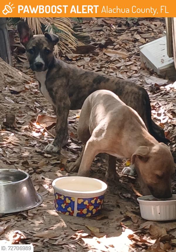 Found/Stray Unknown Dog last seen sw 127th st & SW 8th Ave Newberry FL, Alachua County, FL 32618