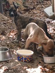 Found/Stray Unknown Dog last seen sw 127th st & SW 8th Ave Newberry FL, Alachua County, FL 32618