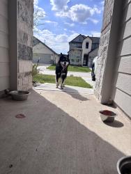 Found/Stray Unknown Dog last seen Birnamwood Drive and Bury Park Drive, Spring, TX 77373