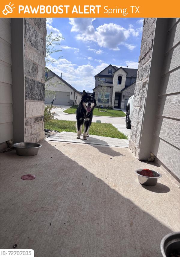 Found/Stray Unknown Dog last seen Birnamwood Drive and Bury Park Drive, Spring, TX 77373