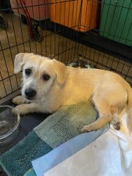 Found/Stray Male Dog last seen Hallbrook, San Jose, CA 95125