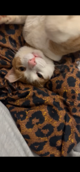 Lost Male Cat last seen Anderson flea maker, Belton, SC 29627