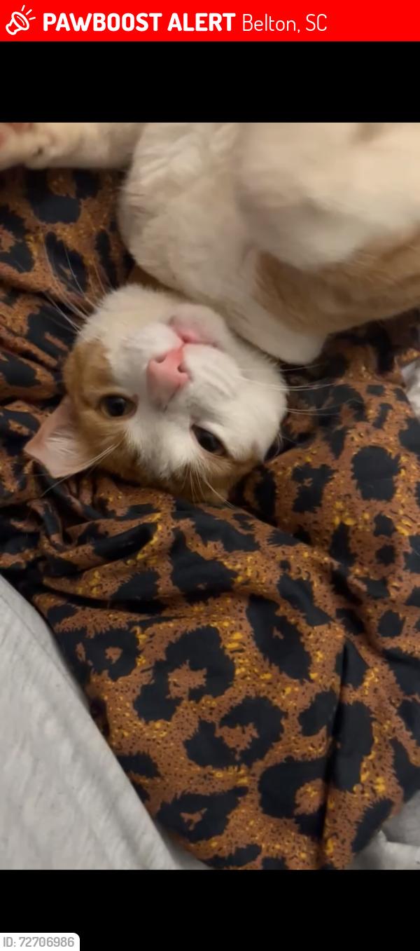 Lost Male Cat last seen Anderson flea maker, Belton, SC 29627