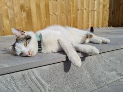 Lost Male Cat last seen Hayward Avenue , Little Lever, England 