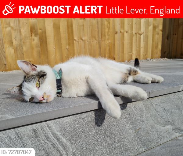 Lost Male Cat last seen Hayward Avenue , Little Lever, England 