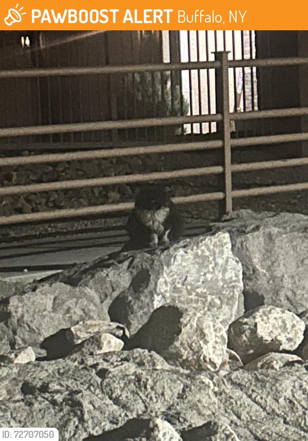 Found/Stray Unknown Cat last seen Walking path as you go South on Buffalo about a half block before Mts Edge Pkwy, Buffalo, NY 14202