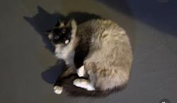 Lost Male Cat last seen E 7 mile rd, Hamtramck, MI 48212