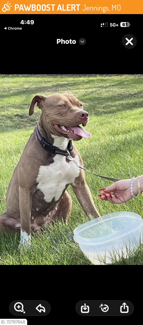 Found/Stray Female Dog last seen Koeneman Park , Jennings, MO 63136