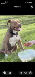 Found/Stray Female Dog last seen Koeneman Park , Jennings, MO 63136