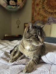 Lost Female Cat last seen Down the street from the storage units , Waxahachie, TX 75165