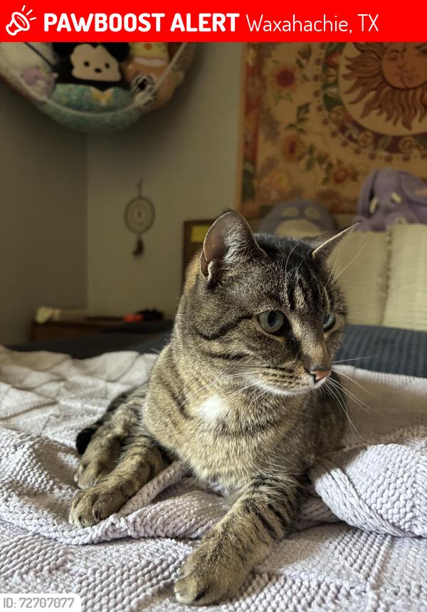 Lost Female Cat last seen Down the street from the storage units , Waxahachie, TX 75165