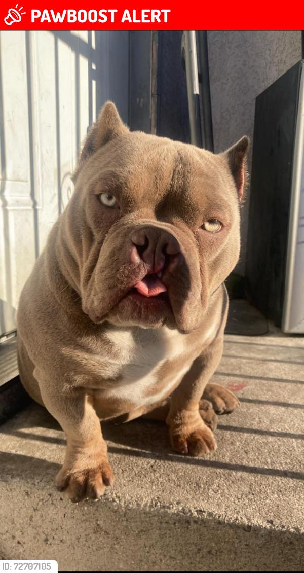 Lost Female Dog last seen 89th & Zamora, Florence-Graham, CA 90001