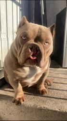 Lost Female Dog last seen 89th & Zamora, Florence-Graham, CA 90001