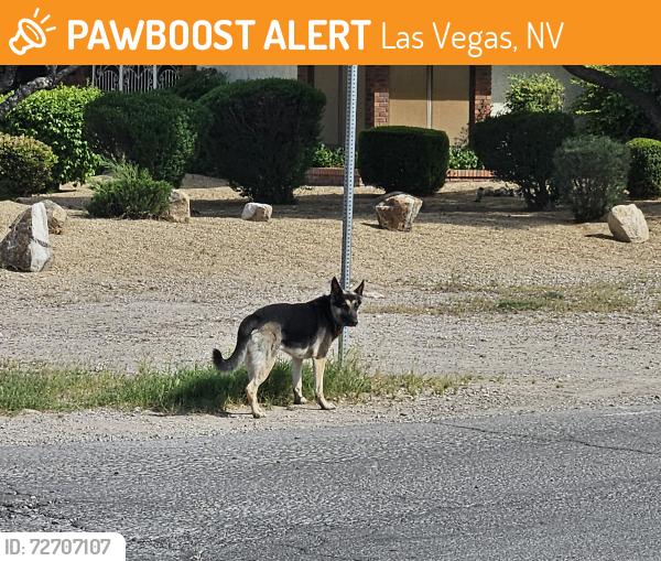 Found/Stray Unknown Dog last seen Westwind, Las Vegas, NV 89146