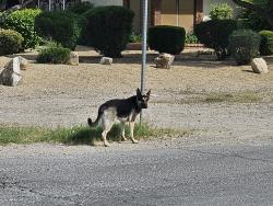 Found/Stray Unknown Dog last seen Westwind, Las Vegas, NV 89146