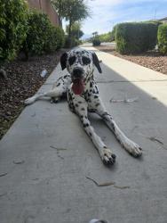 Found/Stray Unknown Dog last seen Azure and goldfield, North Las Vegas, NV 89031