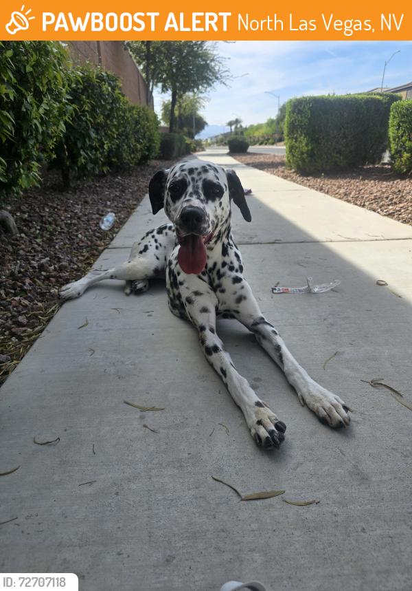 Found/Stray Unknown Dog last seen Azure and goldfield, North Las Vegas, NV 89031
