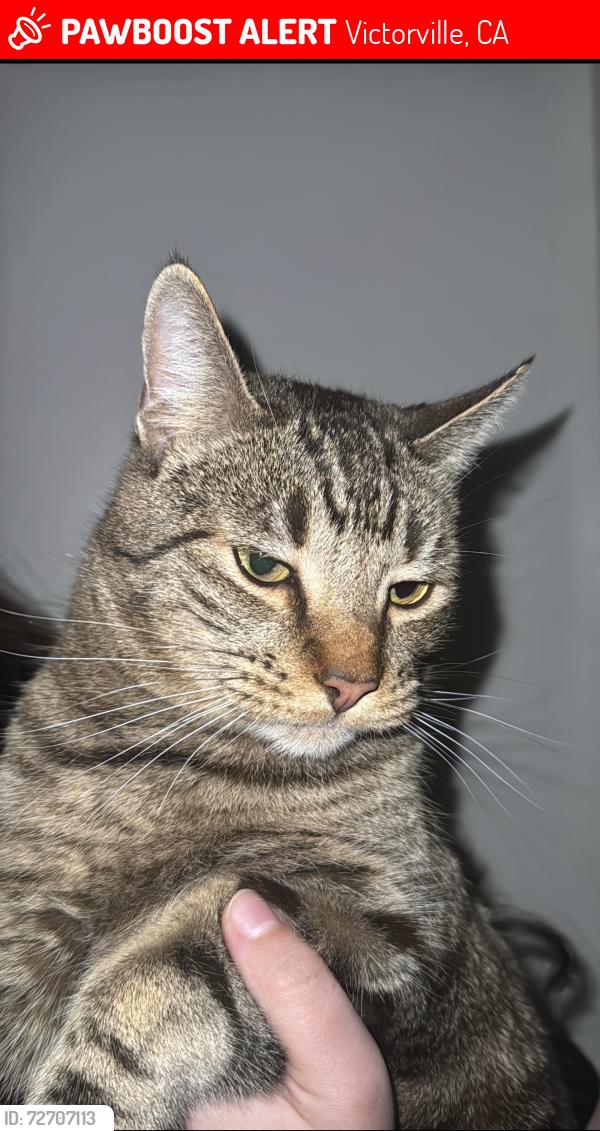 Lost Male Cat last seen Mojave and Brucite , Victorville, CA 92394