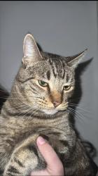 Lost Male Cat last seen Mojave and Brucite , Victorville, CA 92394