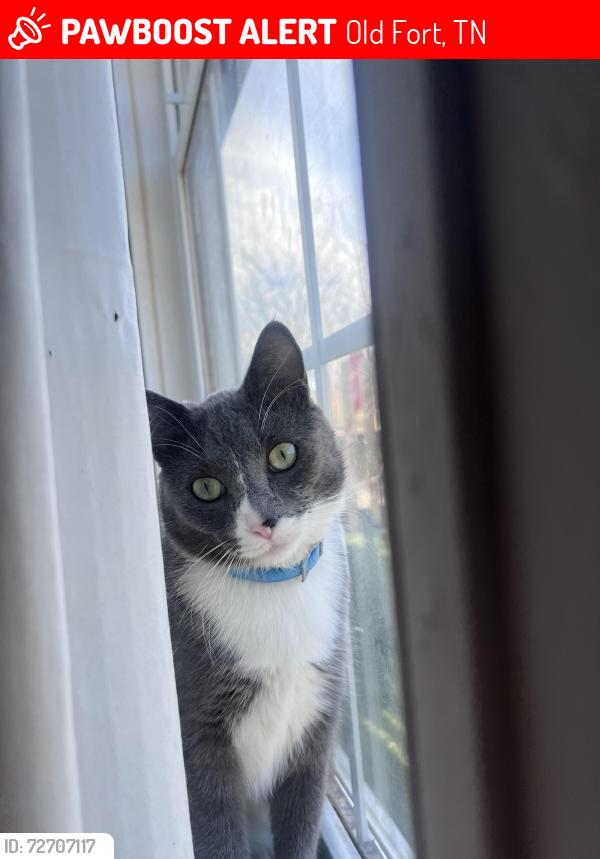 Lost Male Cat last seen Ladd springs and new bucks pocket , Old Fort, TN 37362