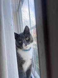 Lost Male Cat last seen Ladd springs and new bucks pocket , Old Fort, TN 37362