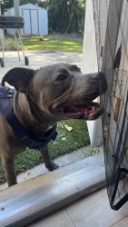 Found/Stray Male Dog last seen 30th st, Fort Lauderdale, FL 33315