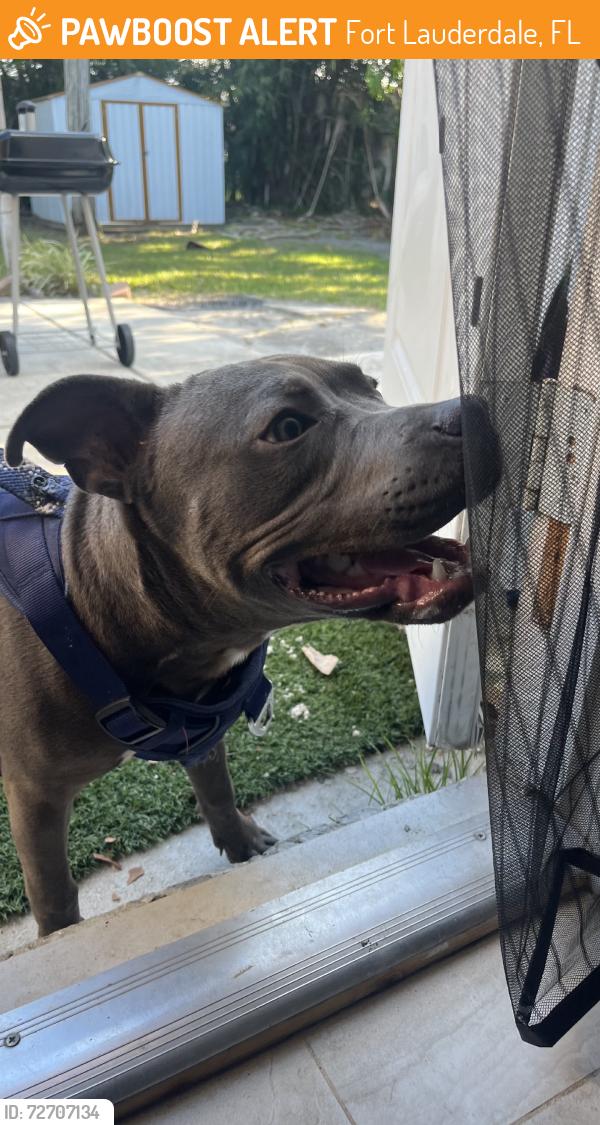 Found/Stray Male Dog last seen 30th st, Fort Lauderdale, FL 33315
