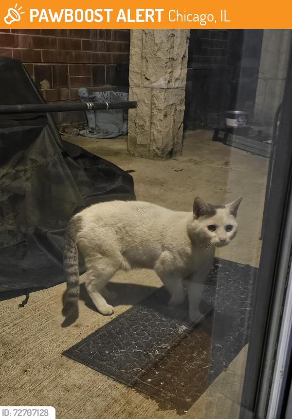 Found/Stray Unknown Cat last seen Lawrence & Malden, Chicago, IL 60640
