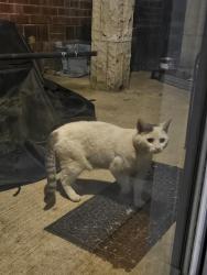 Found/Stray Unknown Cat last seen Lawrence & Malden, Chicago, IL 60640