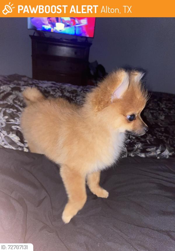 Found/Stray Male Dog last seen Diamondback , Alton, TX 78573