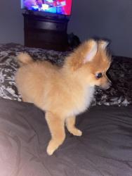 Found/Stray Male Dog last seen Diamondback , Alton, TX 78573