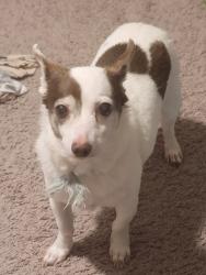 Lost Male Dog last seen Malta Court and Whitney , Aberdeen, NC 28315