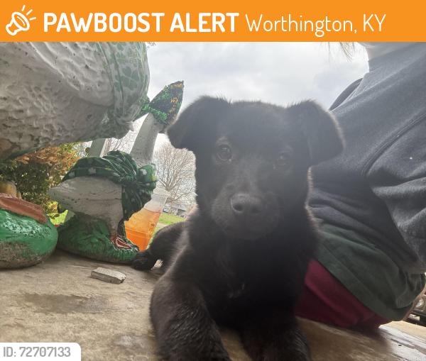 Found/Stray Female Dog last seen Worthington Private Airport, Worthington, KY 41183