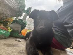Found/Stray Female Dog last seen Worthington Private Airport, Worthington, KY 41183
