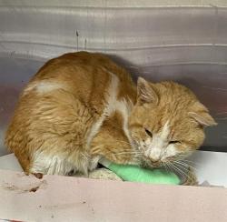 Shelter Stray Male Cat last seen Near BLOCK OF CINCINNATI, San Antonio, TX 78227