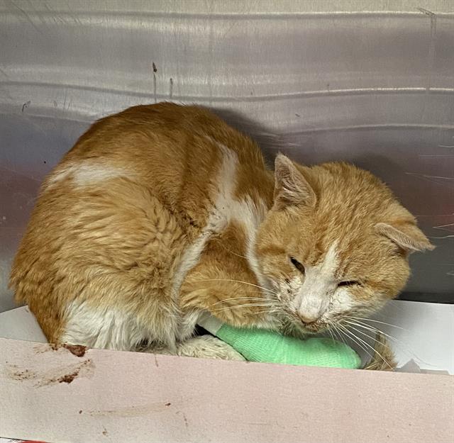 Shelter Stray Male Cat last seen Near BLOCK OF CINCINNATI, San Antonio, TX 78227