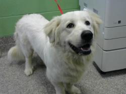 Shelter Stray Female Dog last seen RUBY CATE WAY/BUNGEE WAY - 1 DAY, Murfreesboro, TN 37129