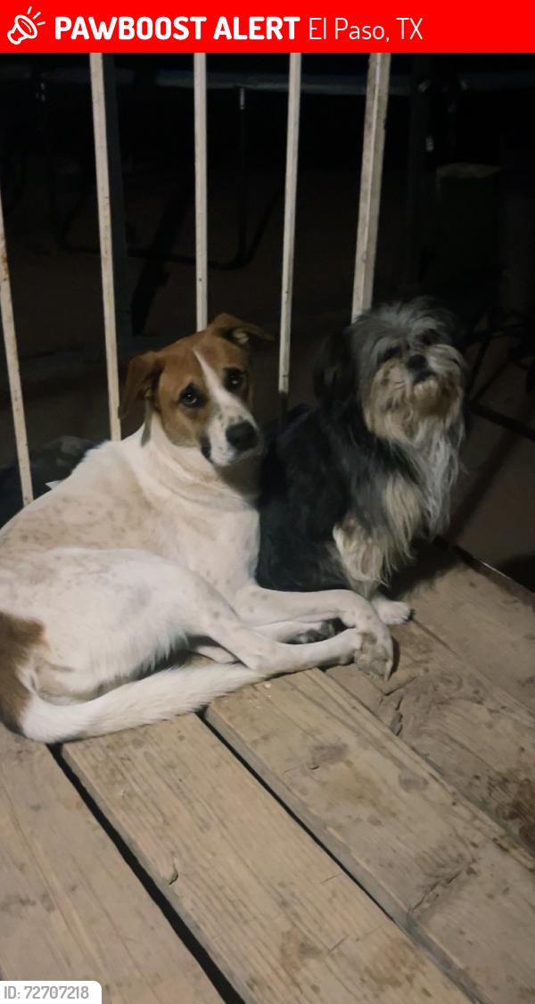 Lost Male Dog last seen Stable Rd, El Paso, TX 79938