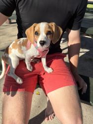 Found/Stray Female Dog last seen Parkway , Baytown, TX 77520
