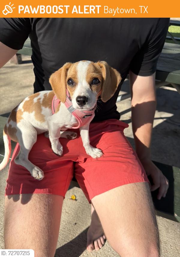 Found/Stray Female Dog last seen Parkway , Baytown, TX 77520