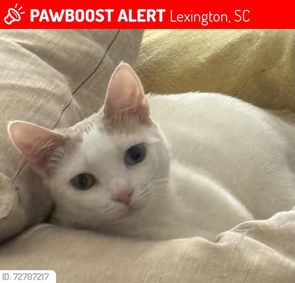 Lost Female Cat last seen Cherokee lakes neighborhood off of Ball Park Rd. In Lexington SC. , Lexington, SC 29072